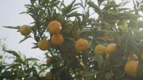 Ripe Sweet Oranges on a Tree in a Citrus Farm