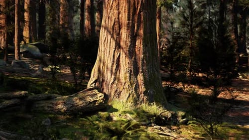 A Majestic Tree Standing Tall in the Heart of the Enchanting Forest