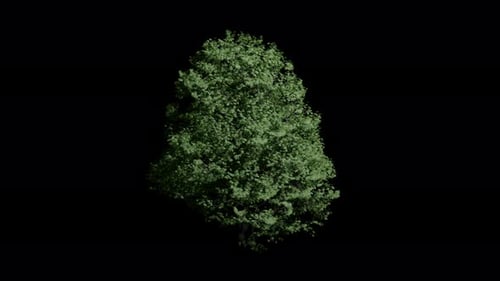 Green Tree Swaying Gently on Alpha Channel