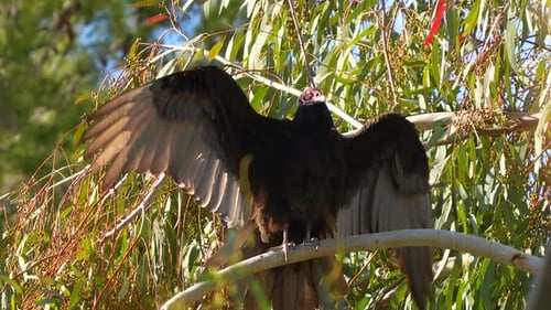 A Turkey Vulture warms its wings in the morning sun - isolated portrait