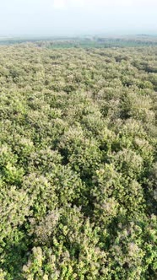 Flug durch den grünen Wald mit warmem blauem Himmel