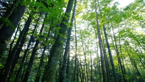 Beautiful trees in the forest. Camera movement inside the forest.