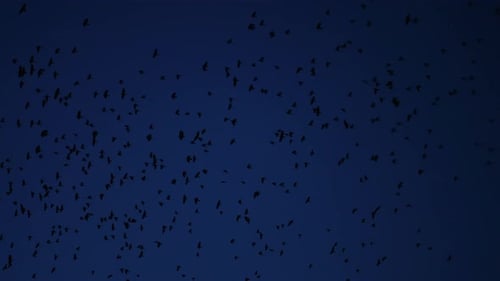 A Flock of Black Crows Flies Against a Dramatic Sky