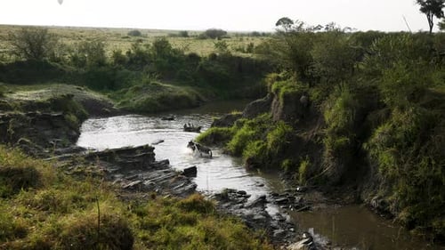 Skittish wildebeest move down river bank to quickly cross river, great migration