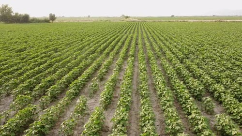 Campo de algodón en la naturaleza