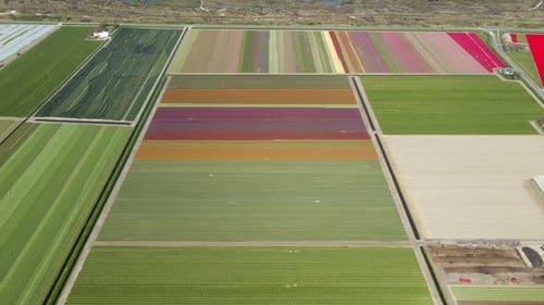Aerial view of tulip fields and coast in Lisse, Netherlands.