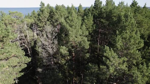 Drone rises between pine tree canopy to reveal clear open blue ocean and sky