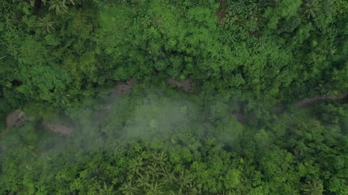 Lush green primeval tropical jungle with river in valley, top down aerial
