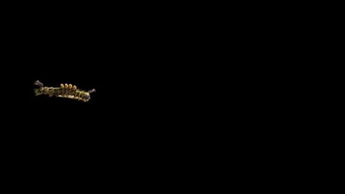 Alpha channel: Spiky yellow caterpillar crawls across transparent frame