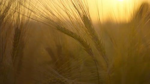 Wheat Field at Sunset