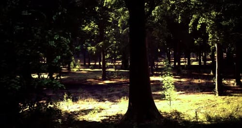 Dappled Sunlight Filtering Through Trees in a Serene Forest Setting