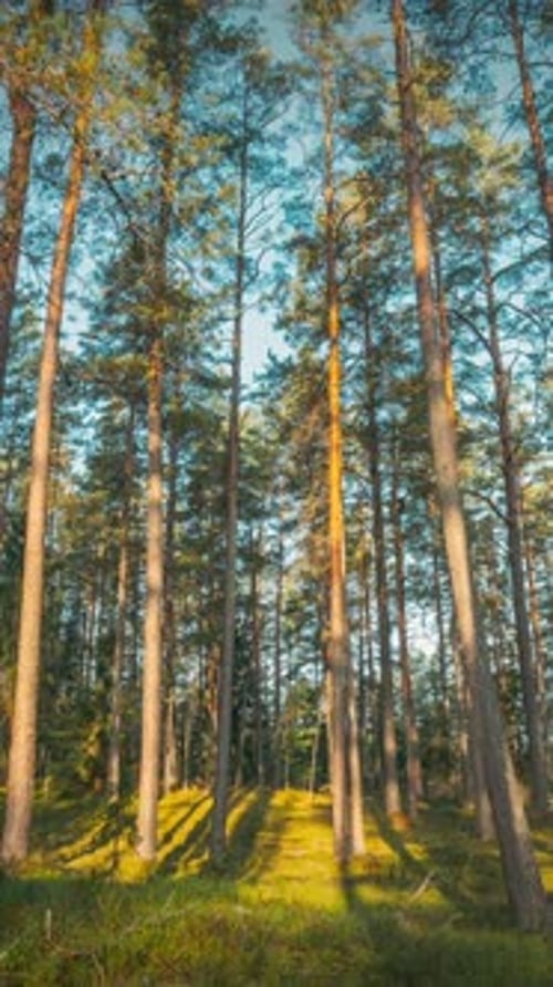 Belarus Europe Time Lapse Autumn