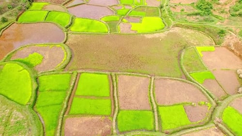 Fly above the green and yellow rice field. Aerial view of Terraced rice field.