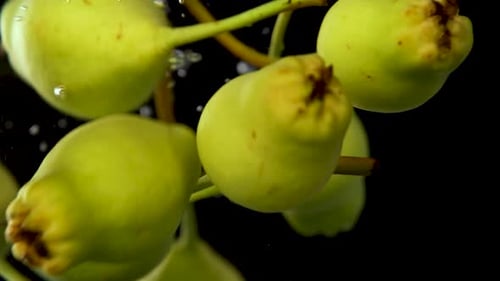 Pears in Water