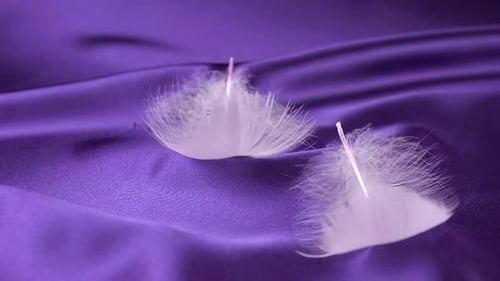 White swan feathers fall on purple silk. Slow motion.