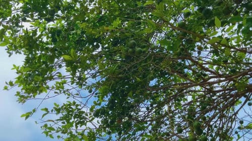 frische grüne Orangen hängen am Baum