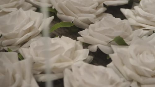 Close Up Shot of White Roses with Green Stems