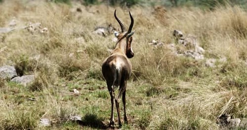 Red hartebeest from behind walking on the grassland