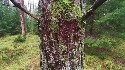 Old forest tree trunk with moss during rainfall, motion forward view