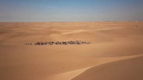 Aerial shot of a camel big heard crossing the desert
