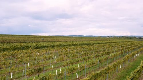 Long vineyard rows passing by under flying drone; beautiful wine farm