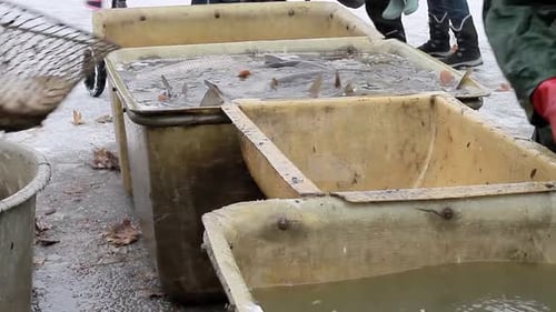 Pescador clasificando peces que acaban de ser capturados en el mar con personas Vídeos de archivo Vídeo de archivo