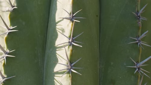Grüner Kaktus mit gelben Stacheln in einem Stadtpark in einer Wüstenumgebung in Barcelona Montjuic aus nächster Nähe