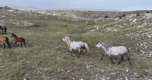 Horses Roaming Freely Across Mountain Pasture