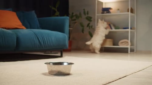 Small Dog Walking in Living Room