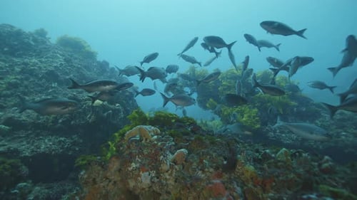 Vibrant underwater school of fish in clear blue water