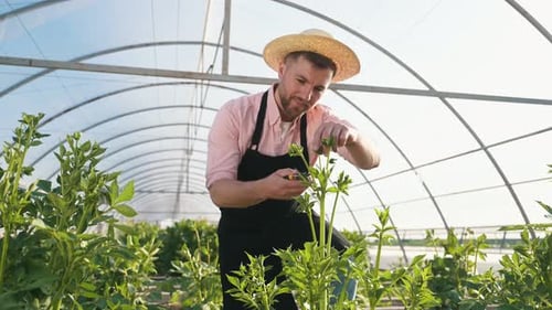 Man Gardening with Pruning Shears in Greenhouse