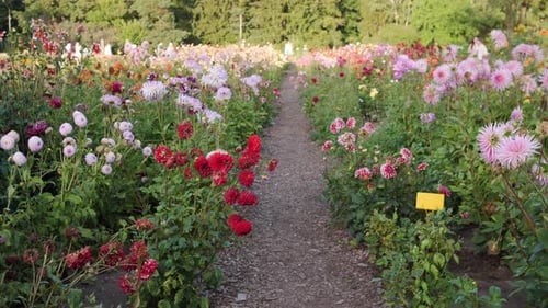 Botanical Garden in Summer Field