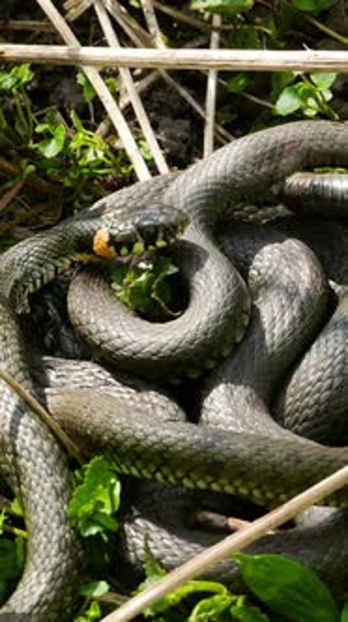 Vertical Screen Snake in European Forest