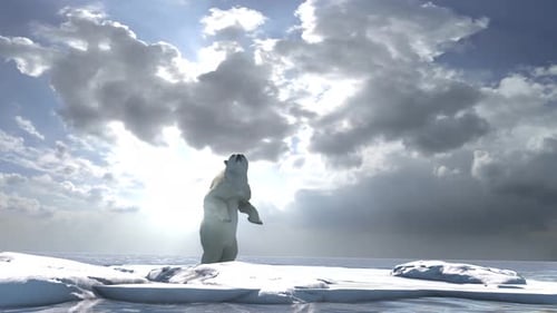 Eisbär steht auf zwei Beinen am Nordpol