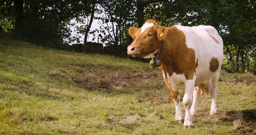 Close-up of a cow grazing, eating grass immersed in the nature that looks into the room. Concept o