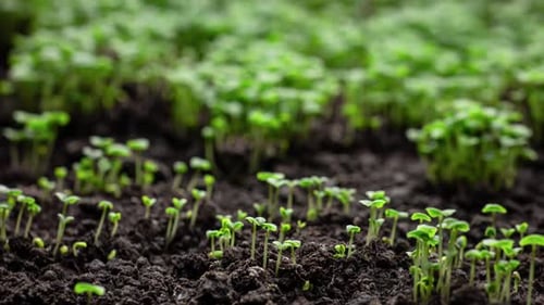 Fresh Green Plants Growth In Time Lapse Sprouts Germination From Seeds In Soil Beautiful Agriculture