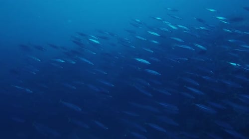 School of Bait Fish Swim in the Sea