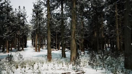 Winter Pine Tree Forest with Snow on Trees