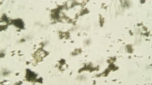 Microscopic View of Organic Particles Floating and Moving