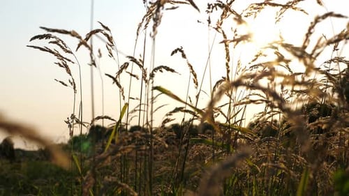 Beautiful Nature Scene of Green Meadow with Wild Vegetation Bright Sunlight Illuminating Lawn at