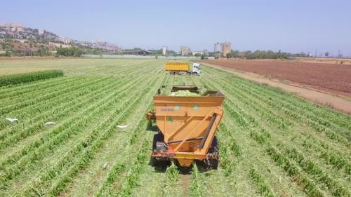 Corn picker harvesting a large filed, Aerial follow footage.