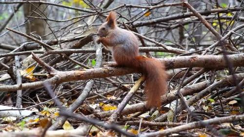 Wild Fluffy Squirrel Sitting at Wooden Branch Gnawing Nuts at Forest Cute Brown Rodent Eating Found