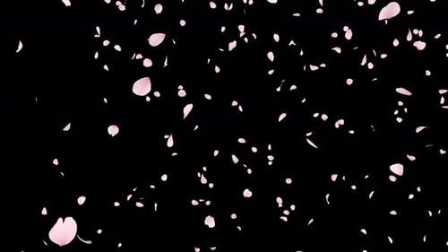 Cherry Blossom Fall Loop on Alpha 4K.