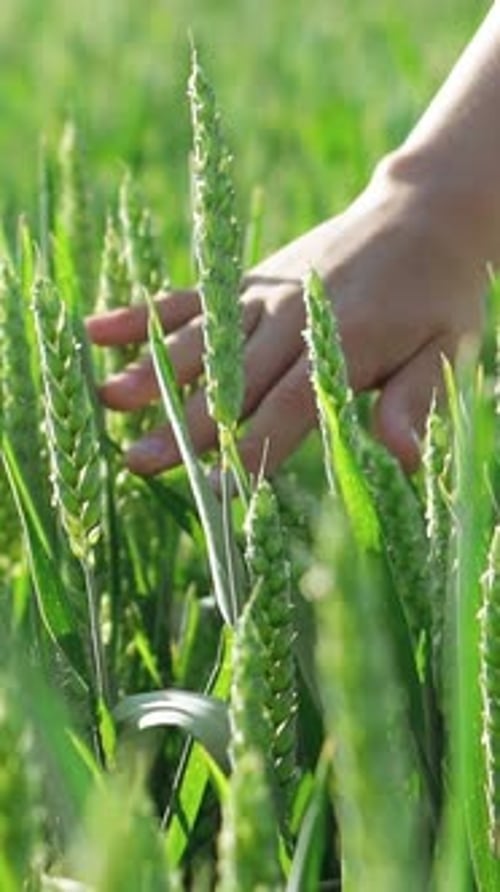 A hand of a child is touching unripe wheat spikelets of green colour in the field. Slow motion