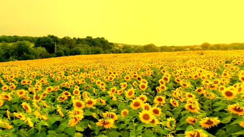 Aerial View of Sunflower Field