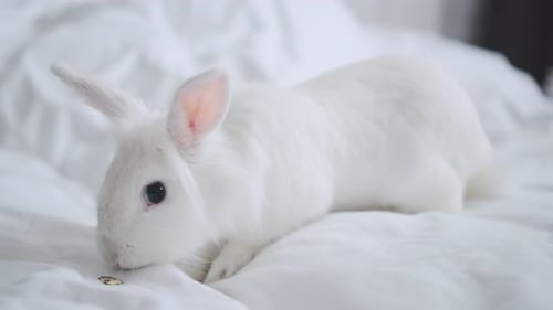 White Rabbit Eating on a Bed