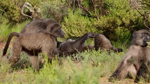 A Family Of Adult And Young Baboons Grooming And Resting