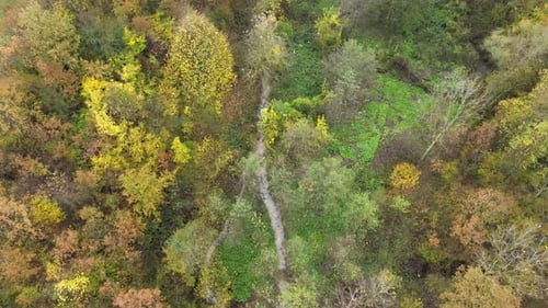 arbres colorés, Drone d'automne