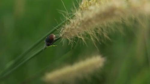 4k closeup Flies On The green grass.
