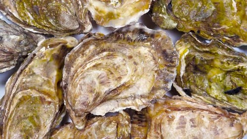 Closed Fresh L'authentique Oysters on the Plate Rotating. Close Up, Slow Motion. Healthy Sea Food